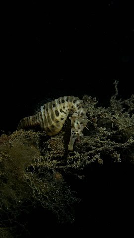 Underwater Image 4